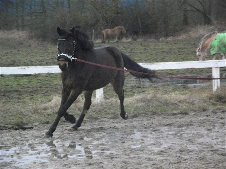 Anden særlig race Fanny fra Stigsgaard - Longering. 
28. februar 2012.
(Taget af Charlotte Henriksen) billede 9