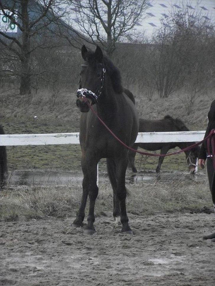 Anden særlig race Fanny fra Stigsgaard - Longering. 
28. februar 2012.
(Taget af Charlotte Henriksen) billede 12