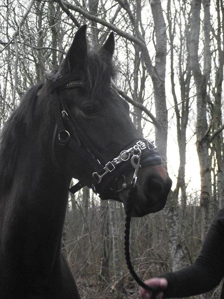 Anden særlig race Fanny fra Stigsgaard - Lige på en lille tur i skoven, for første gang. 
28. februar 2012.
(Taget af Charlotte Henriksen) billede 13