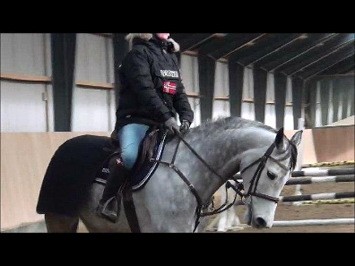 Holstener TIME 4 U - Ovre på Sjælland og prøve hende:-) billede 4