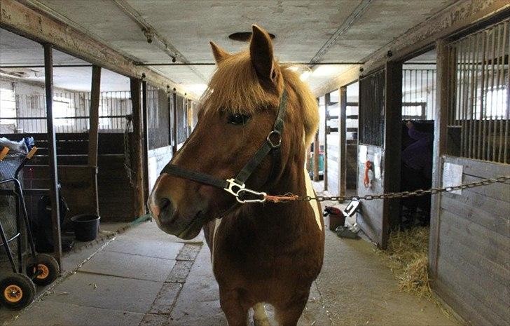 Anden særlig race Flamme *.. Bølle pony!<3 (Solgt) ;'(<3 - hvis jeg havde et ønsket var det at du altid vil være min!:')<3
Foto: Mig billede 17