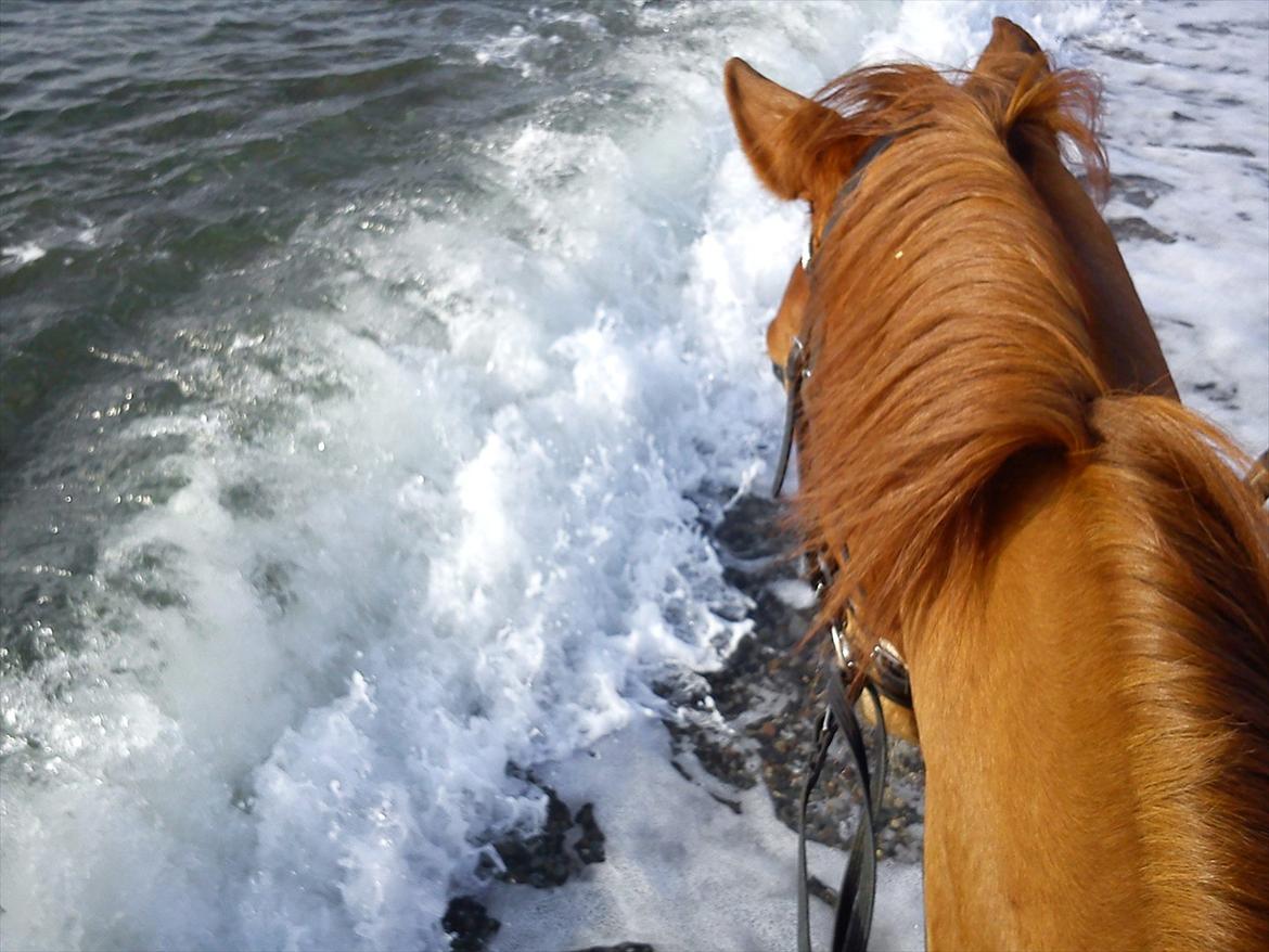 Dansk Varmblod Hjælmsbjergs Pocharma - 3gang på stranden og 1 gang i vandet!! billede 5