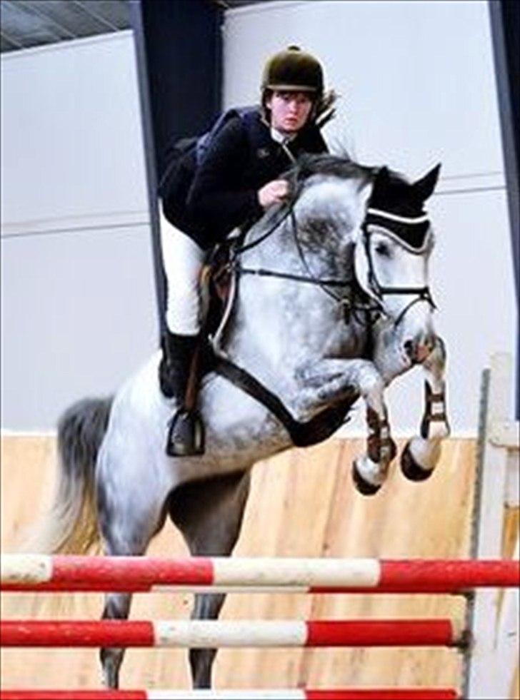 Dansk Varmblod Miss Cacha M billede 14