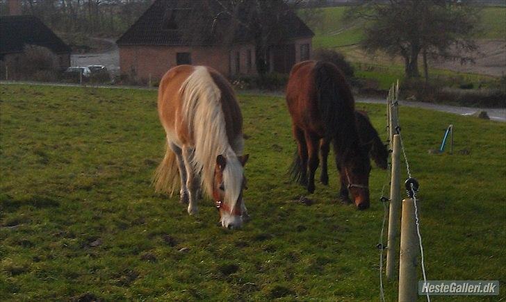 Traver Mike Rechnagel billede 4