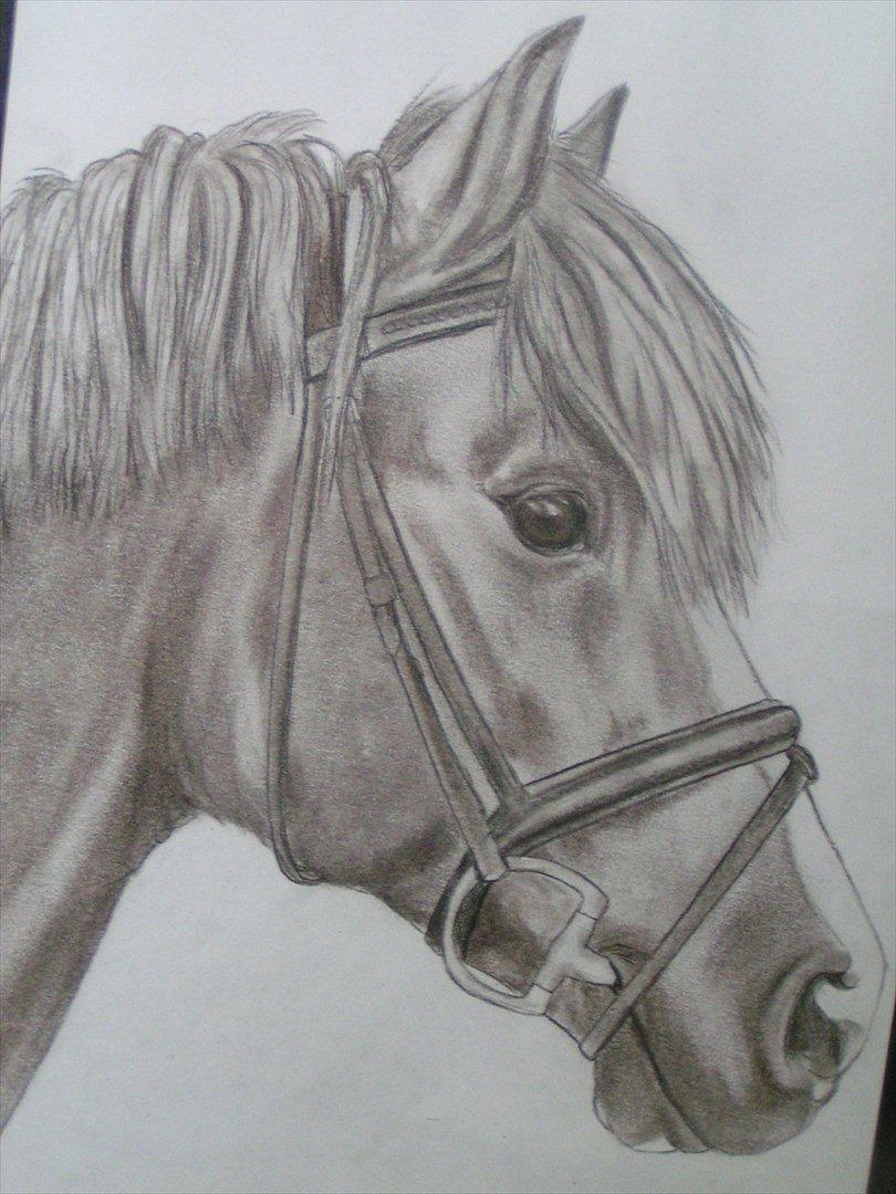 Welsh Pony (sec B) Faya Lobi Kasto-Glas 2002 *STJERNE PONY* - kultegning af lobi lavet af en dygtig tegner :) billede 18