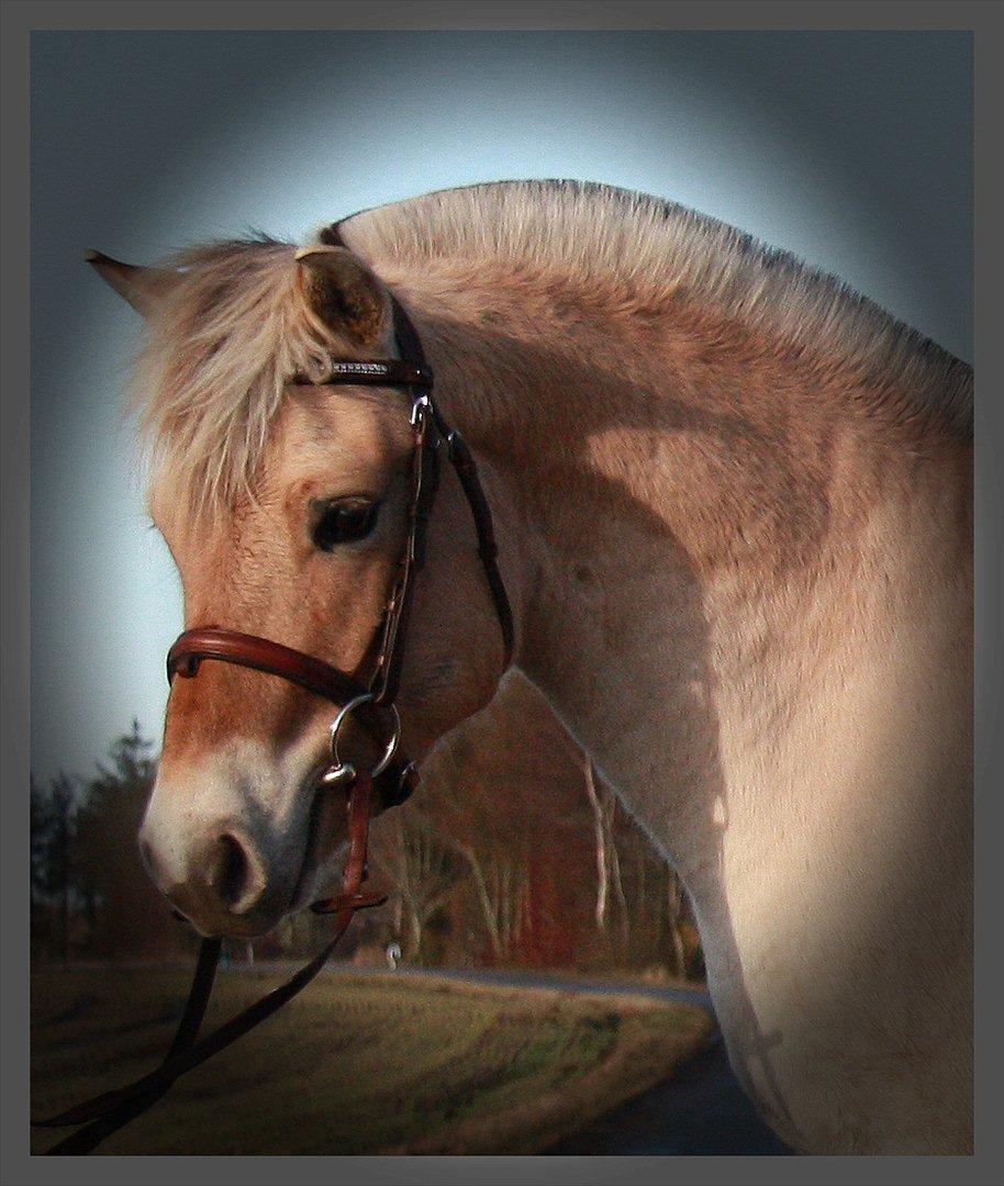 Fjordhest Hegnsvangs Lobo billede 12