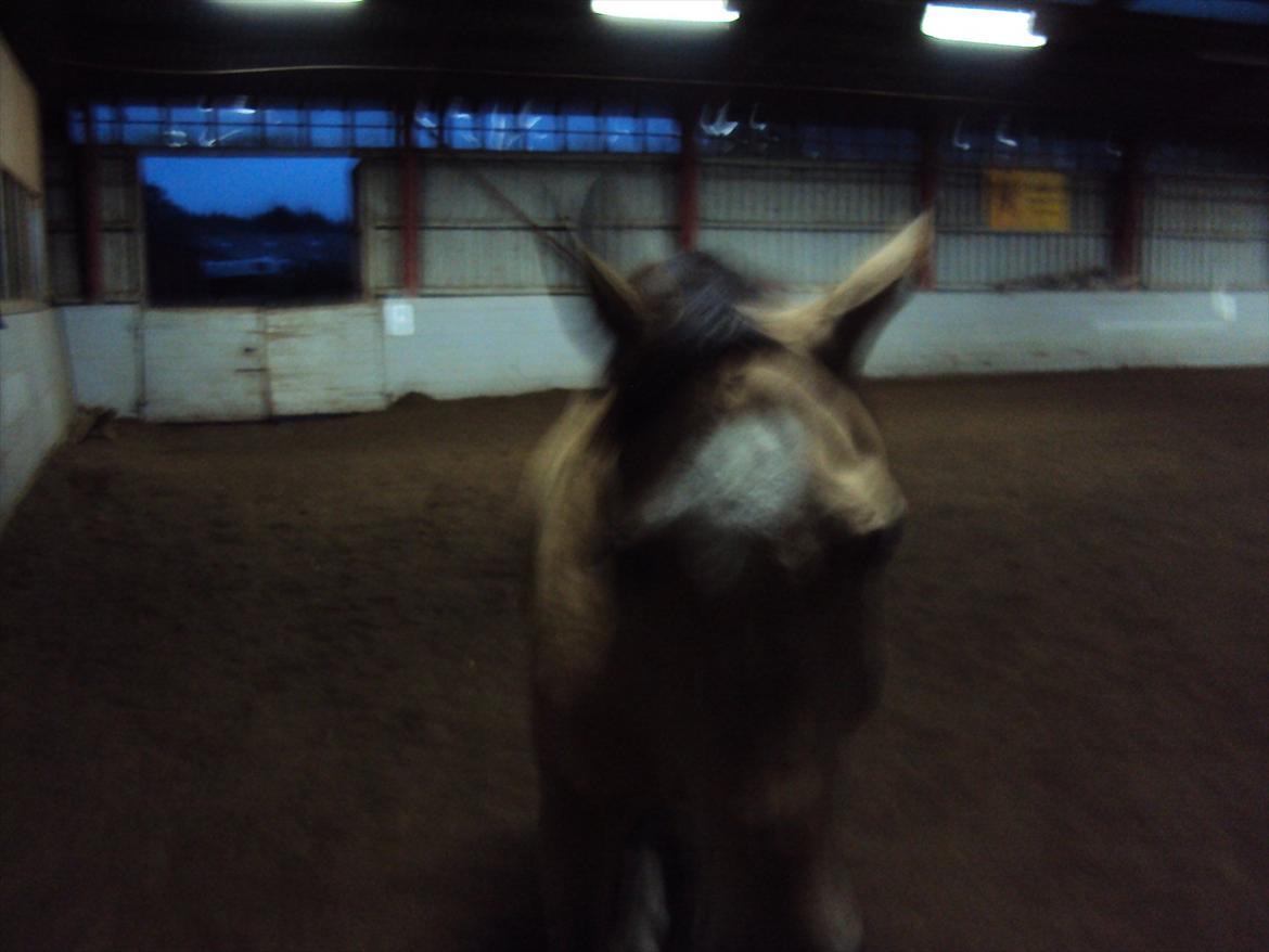 Anden særlig race Mammos billede 7