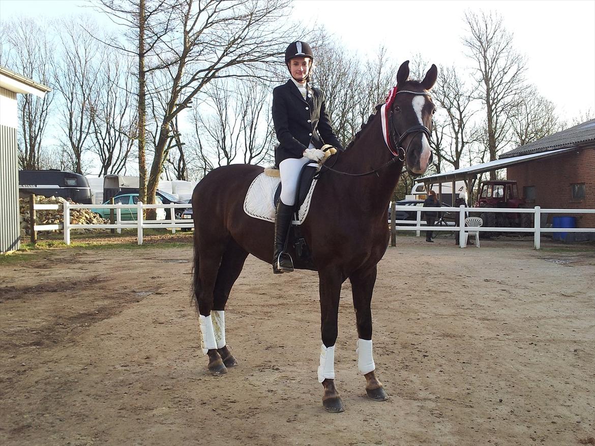 Dansk Varmblod Daner Canto - Vundet LB1 i Egtved billede 13