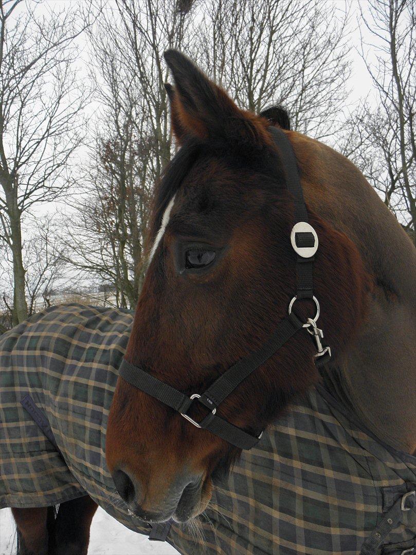 Hollandsk Varmblod Roodnoot-Aad(Rubin) - Velkommen til hendes profil. Her er hendes kønne hoved :) billede 2