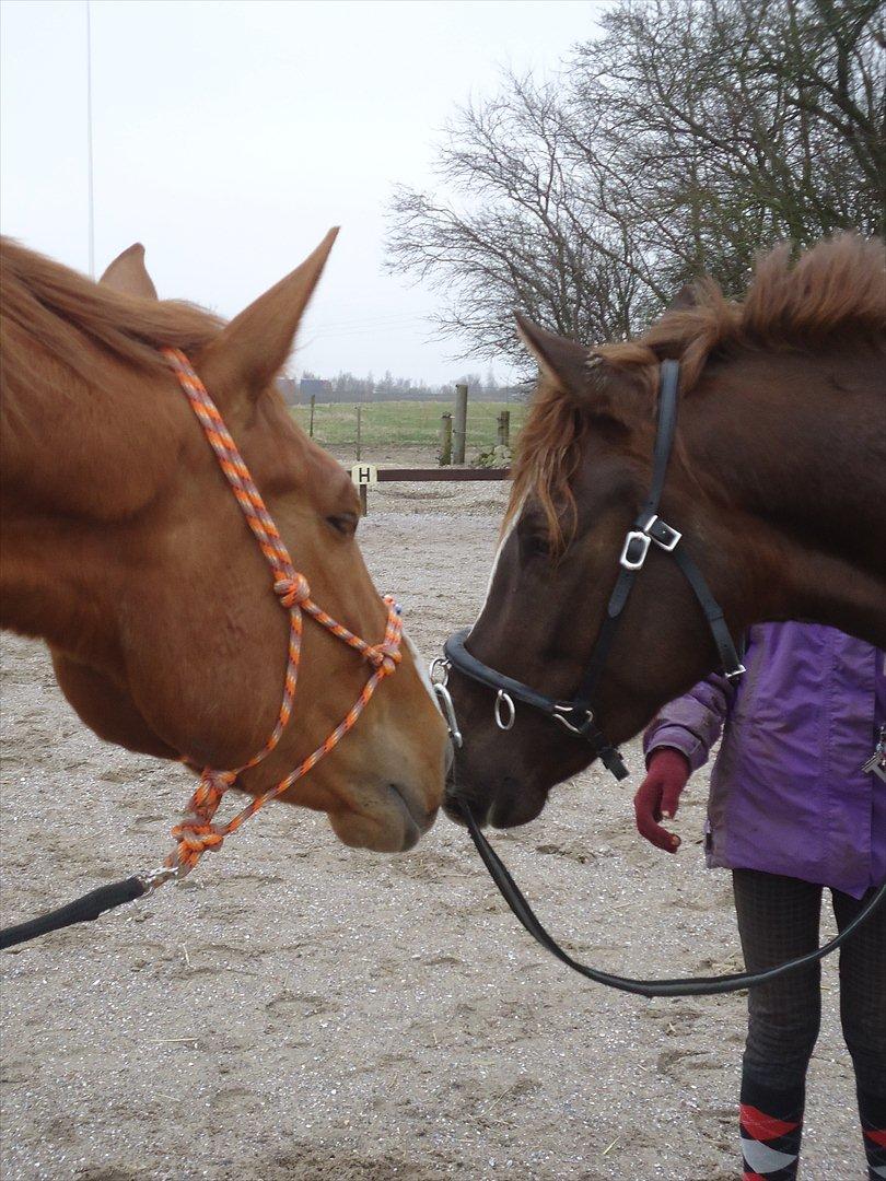 Anden særlig race | Tequila Sunrise «3 | R.I.P 25-06-2012 - Vores 2 smukke hopper  billede 11