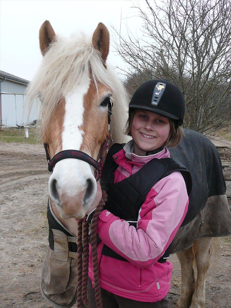 Haflinger Nemo Soldal billede 15