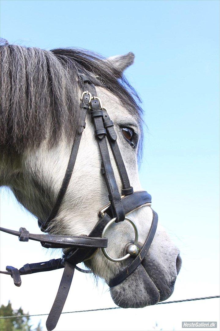 Welsh Pony (sec B) Lukas - Hver for sig er vi to, men sammen er vi en!  billede 15