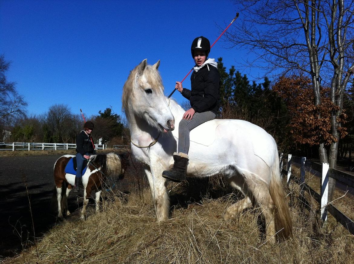 Connemara Gangster *•my soulmate•* - Bassemand :-P billede 3