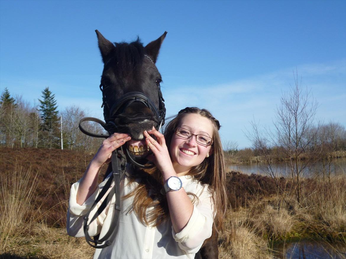 New Forest Hamborgs dahlia - Forårsbilleder 2012.  billede 16