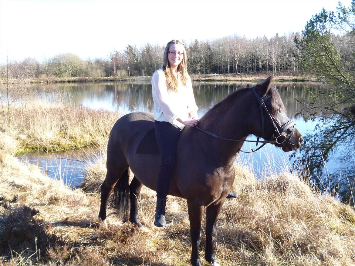 New Forest Hamborgs dahlia - Forårsbilleder 2012.  billede 17