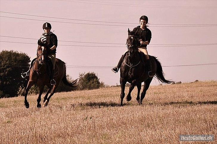 DSP Kahsmir SOLGT billede 15