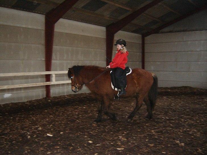 Islænder Fylkir fraEllidshøj - Da jeg var ude at prøve ham:-D billede 18