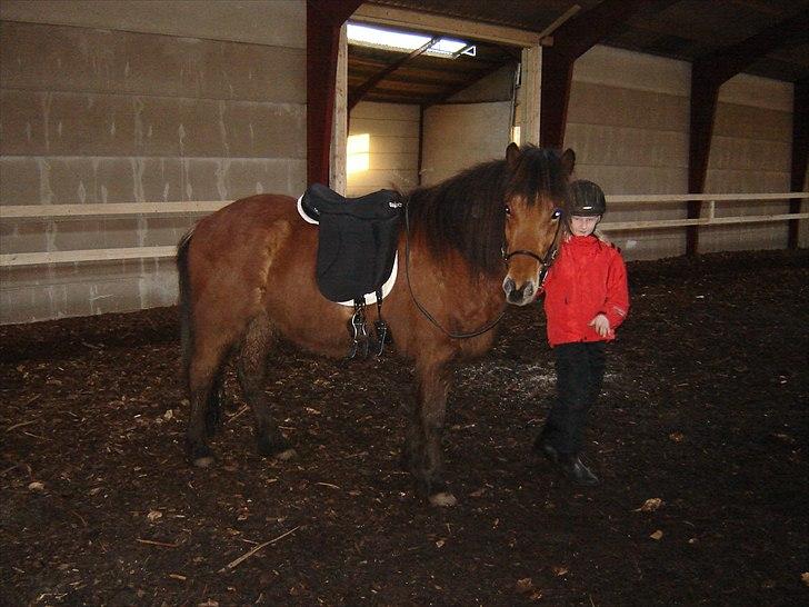 Islænder Fylkir fraEllidshøj - Da jeg var ude at prøve ham:-D billede 19