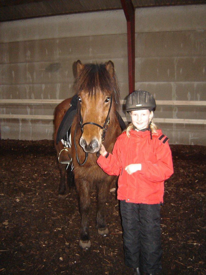 Islænder Fylkir fraEllidshøj - Da jeg var ude at prøve ham:-D billede 2