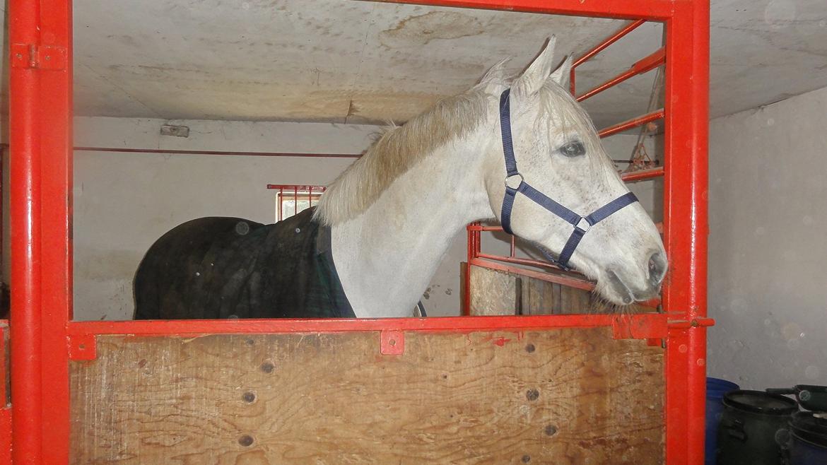 Dansk Varmblod Abdallah *STJERNEN* - Abdallah i sin nye boks (-: billede 8