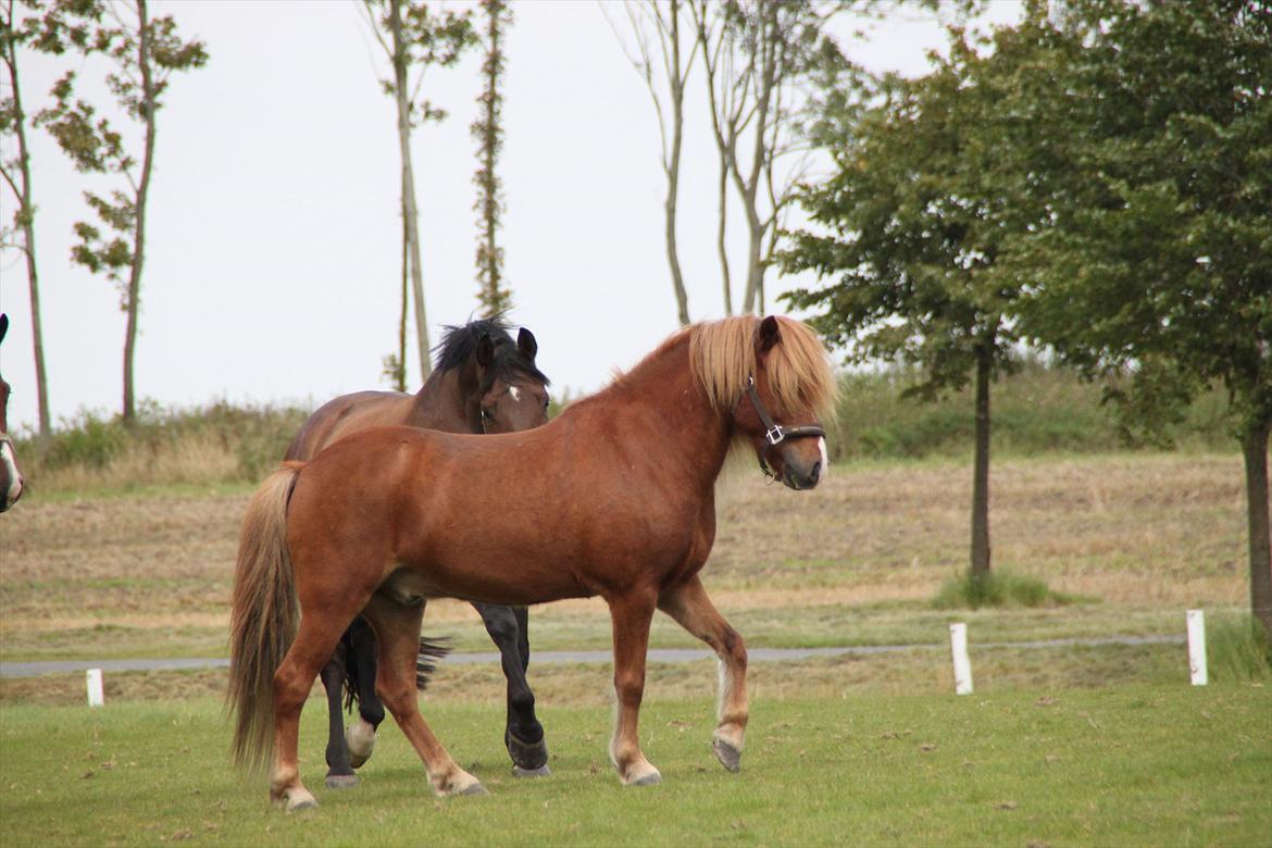 Islænder Mundilfari frá Meldgaard - Smukke Blesi på SSRK <3 billede 8