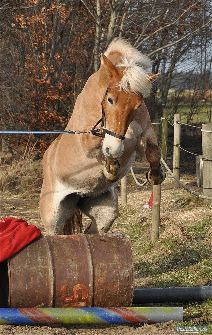 Haflinger Nordan`s Aurora *EM GULD* - Billeder er taget af min gode venide Lærke Kristensen fantastisk fotograf, i kan finde hende her: http://hestegalleri.dk/gal_visbruger.aspx?userID=26981 billede 17