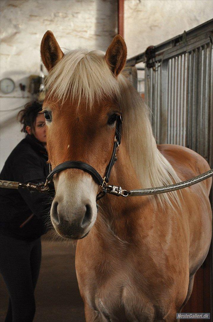 Haflinger Nordan`s Aurora *EM GULD* - Billeder er taget af min gode venide Lærke Kristensen fantastisk fotograf, i kan finde hende her: http://hestegalleri.dk/gal_visbruger.aspx?userID=26981 billede 9