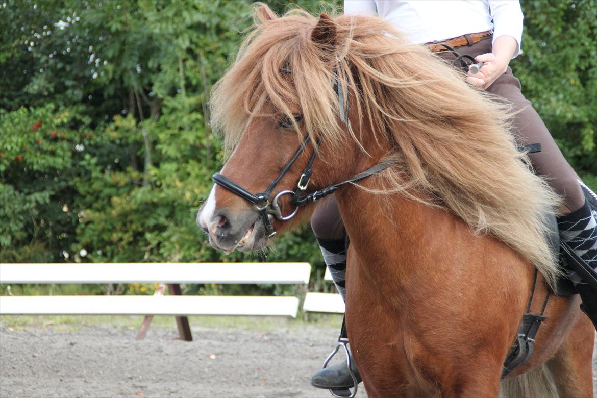 Islænder Mundilfari frá Meldgaard - På SSRK's udendørs ridebane billede 9