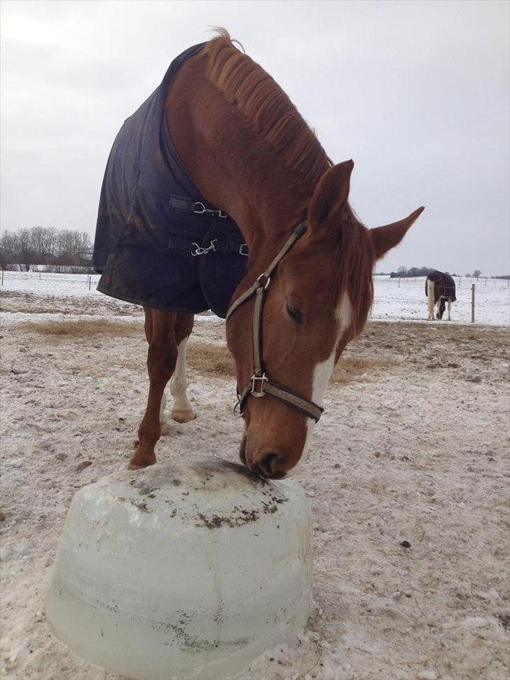 Anden særlig race Charlatan <3 - Charlatan kan bare rigtig godt lide is :-D billede 8