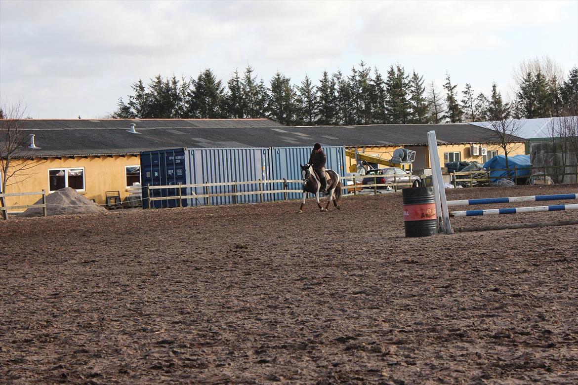 Irish Cob Romoses Miss Zoya - Chris & Zoya billede 12