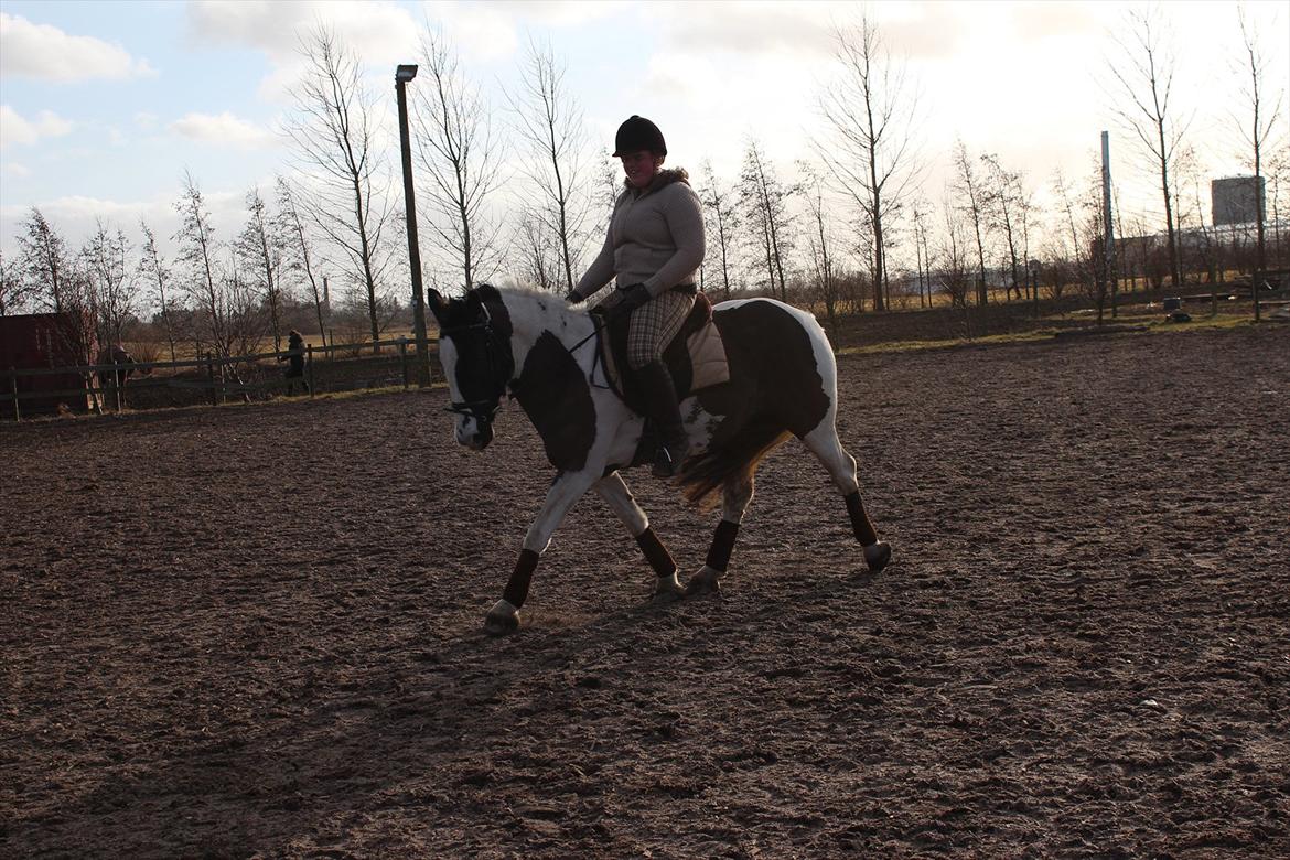 Irish Cob Romoses Miss Zoya - Chris & Zoya billede 17