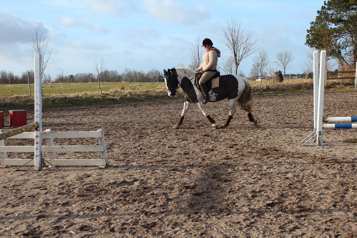 Irish Cob Romoses Miss Zoya - Chris & Zoya billede 18