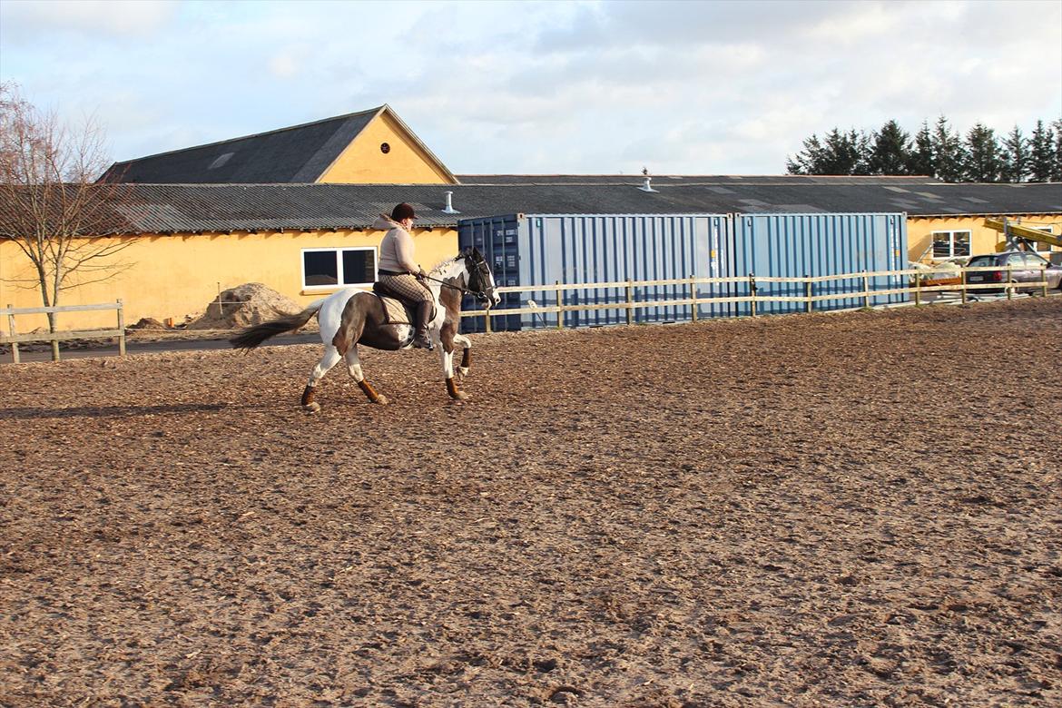Irish Cob Romoses Miss Zoya - Chris & Zoya billede 20