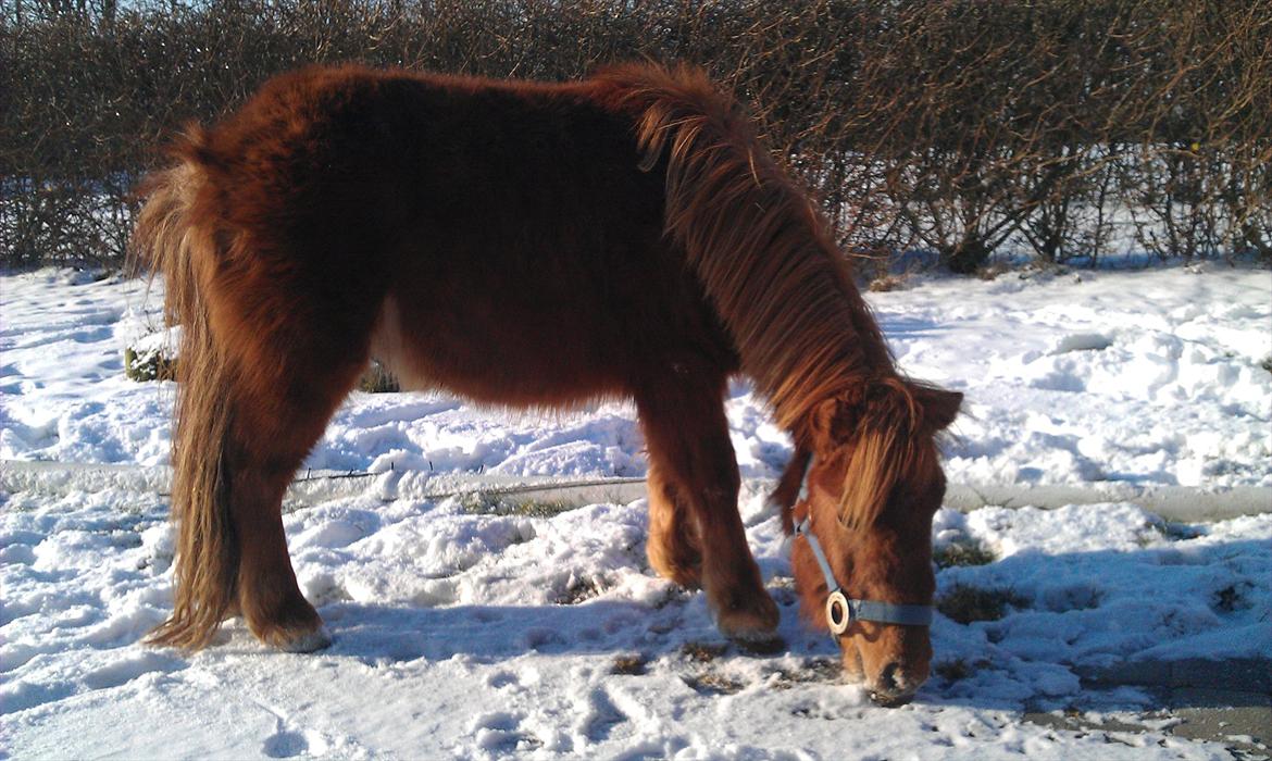 Shetlænder Bølle  billede 6