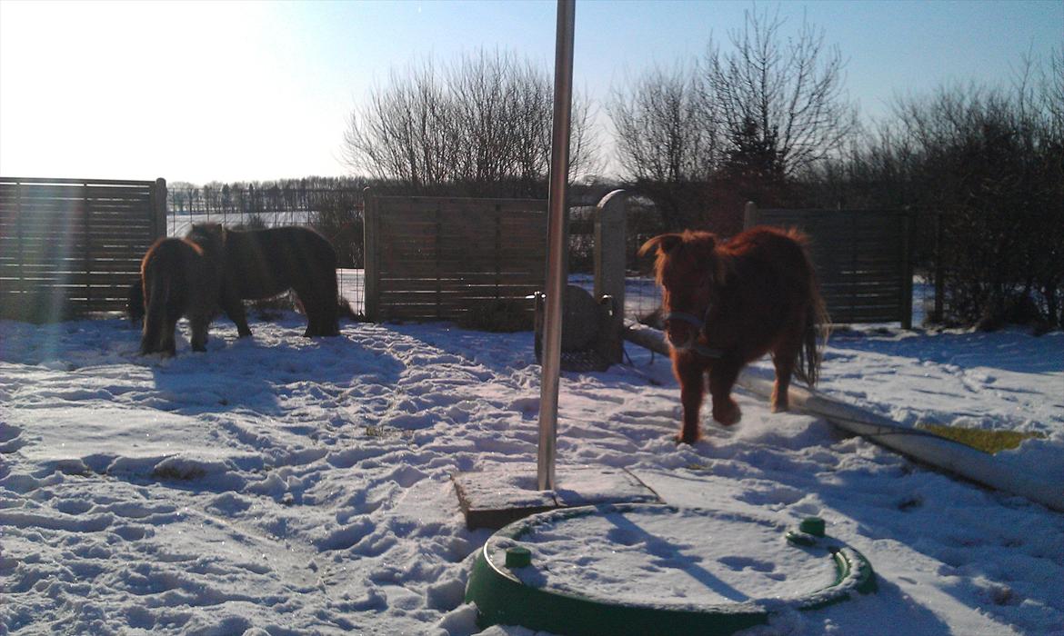 Shetlænder Bølle  billede 7