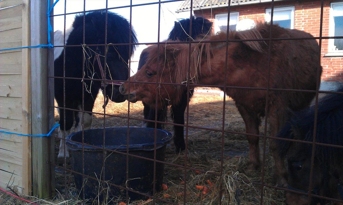 Shetlænder Bølle  billede 8