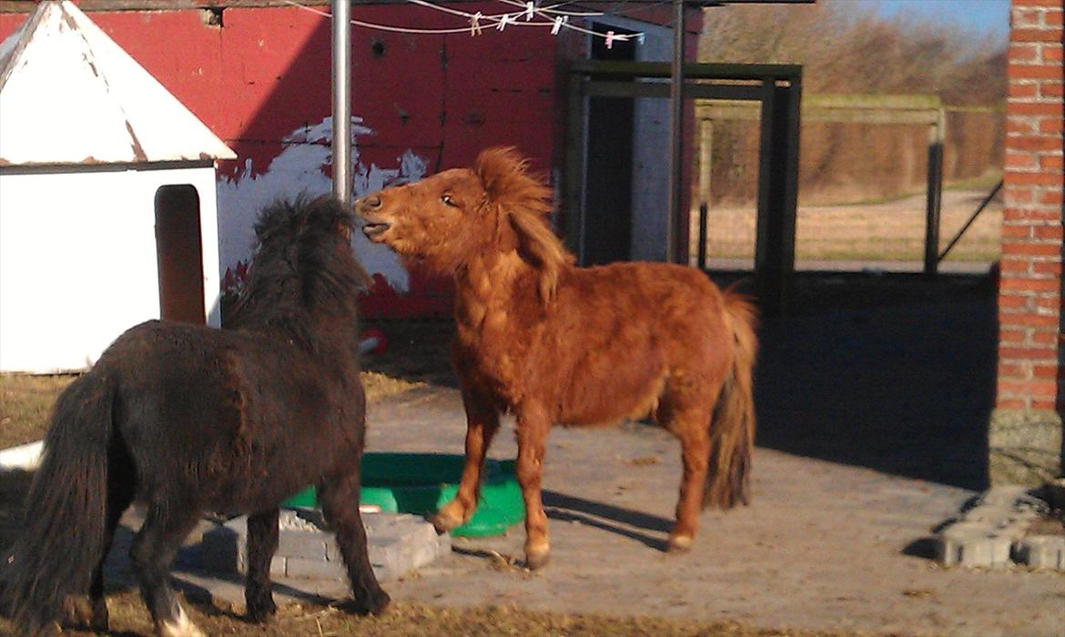 Shetlænder Bølle  billede 11