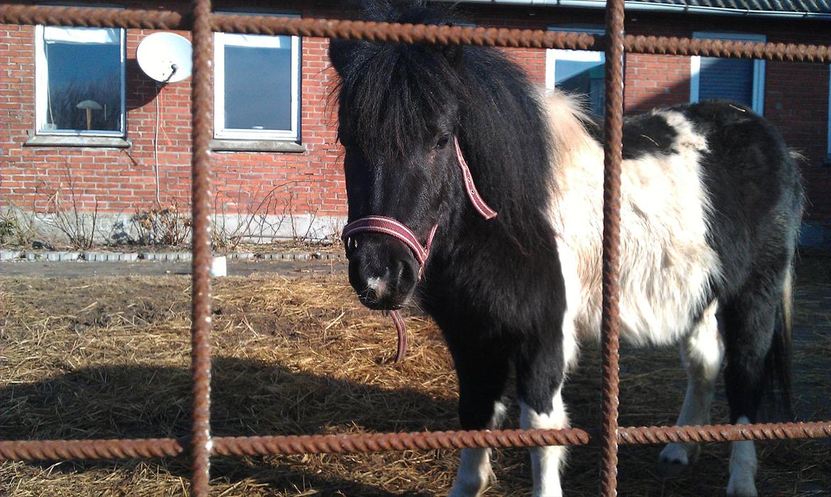 Shetlænder Cuty billede 13