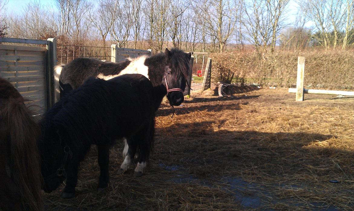 Shetlænder Cuty billede 7