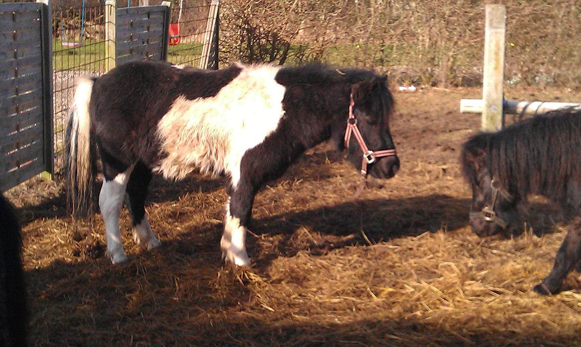 Shetlænder Cuty billede 9