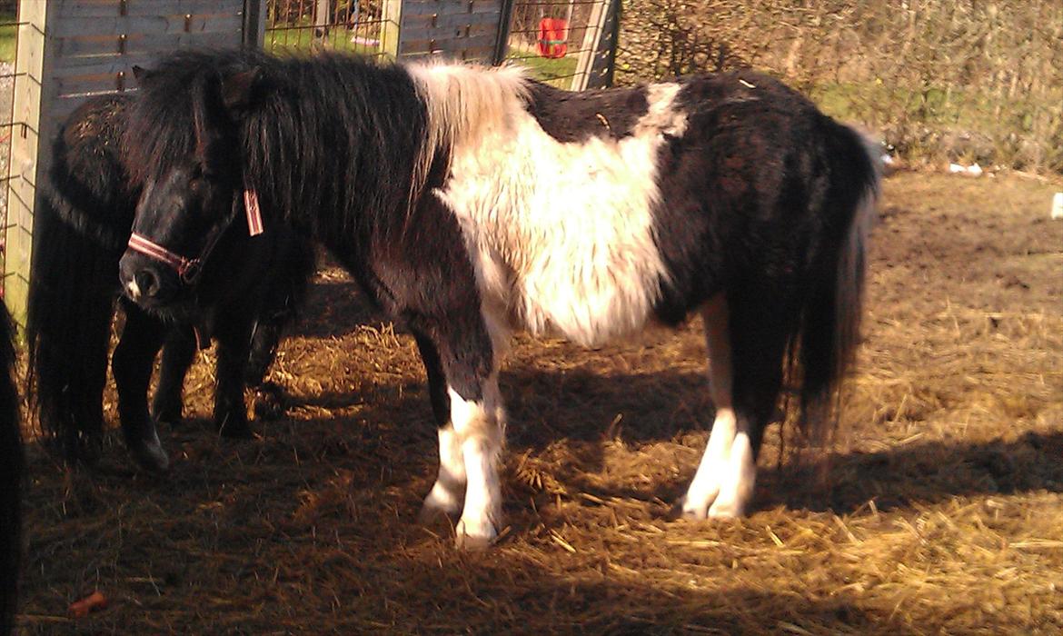 Shetlænder Cuty billede 11