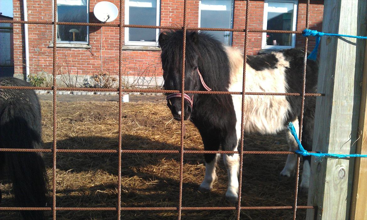 Shetlænder Cuty billede 8