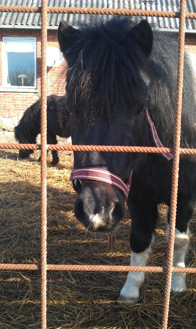 Shetlænder Cuty billede 12