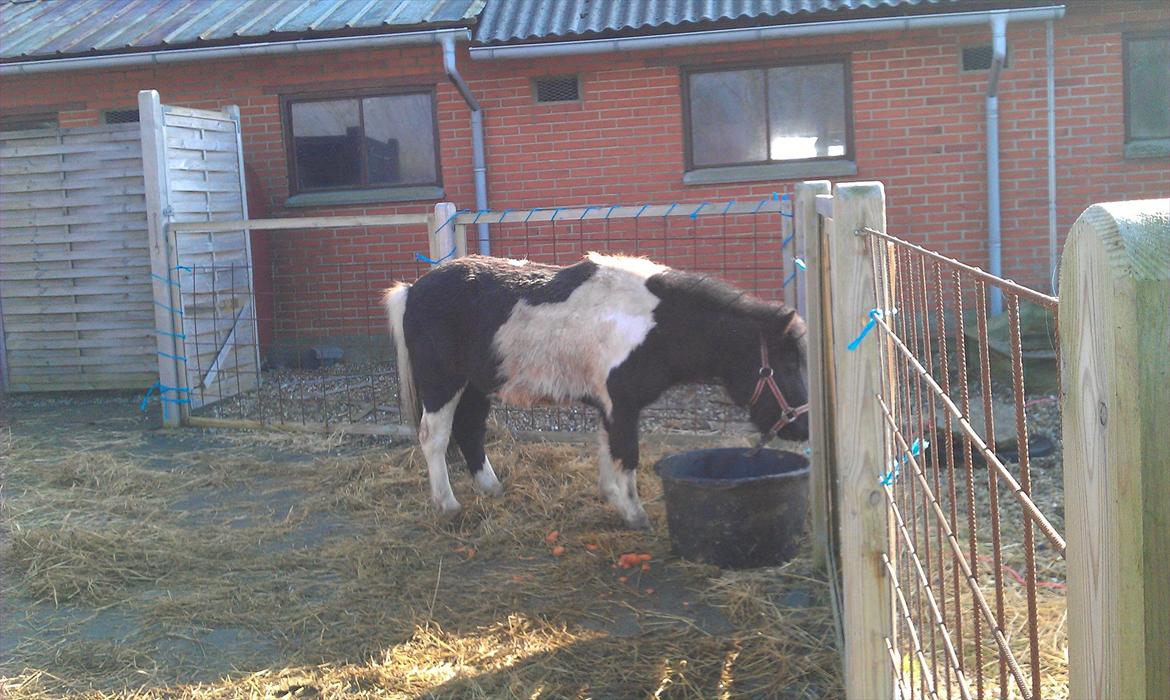 Shetlænder Cuty billede 10