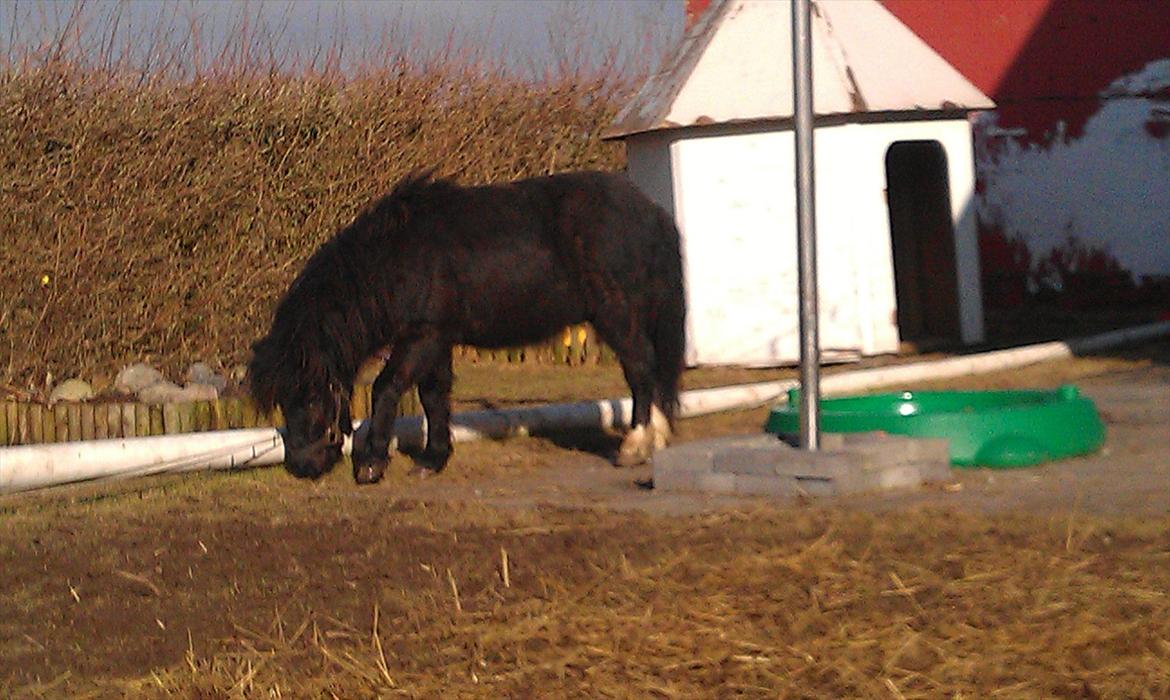 Shetlænder Elvis billede 1