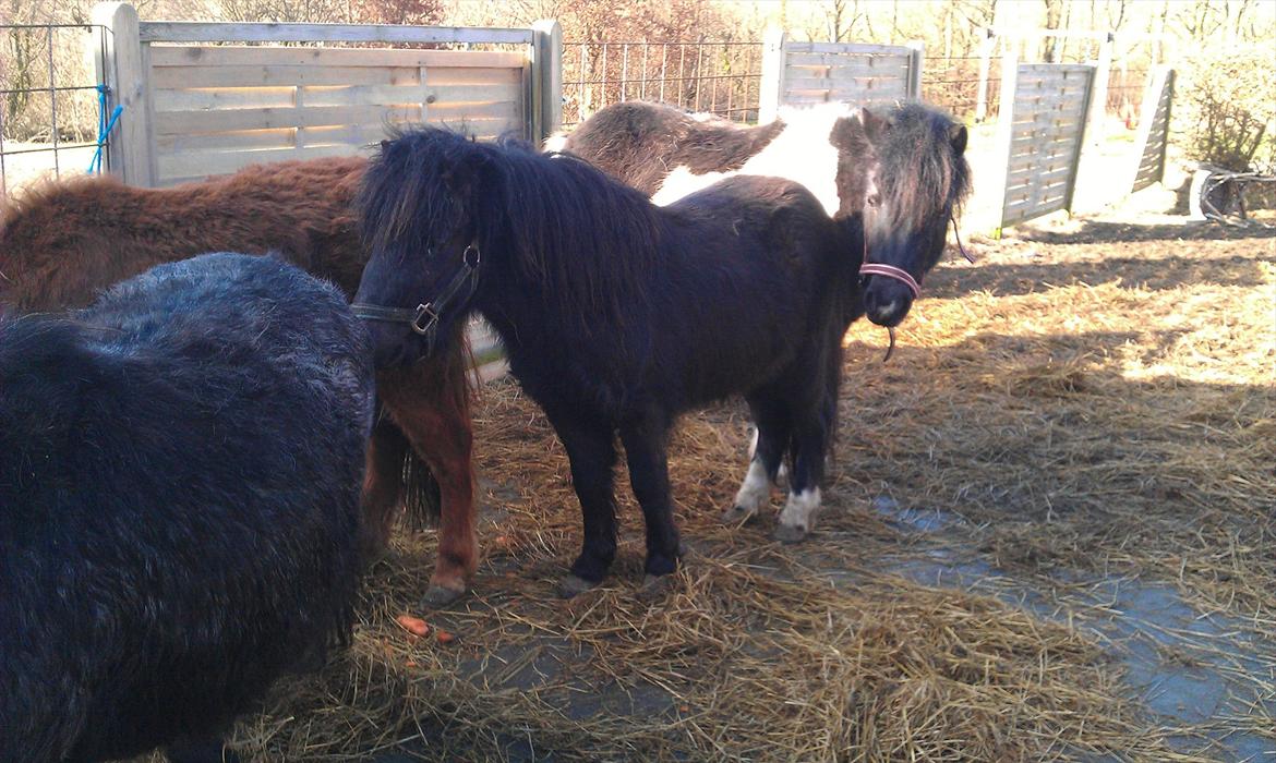 Shetlænder Elvis billede 2