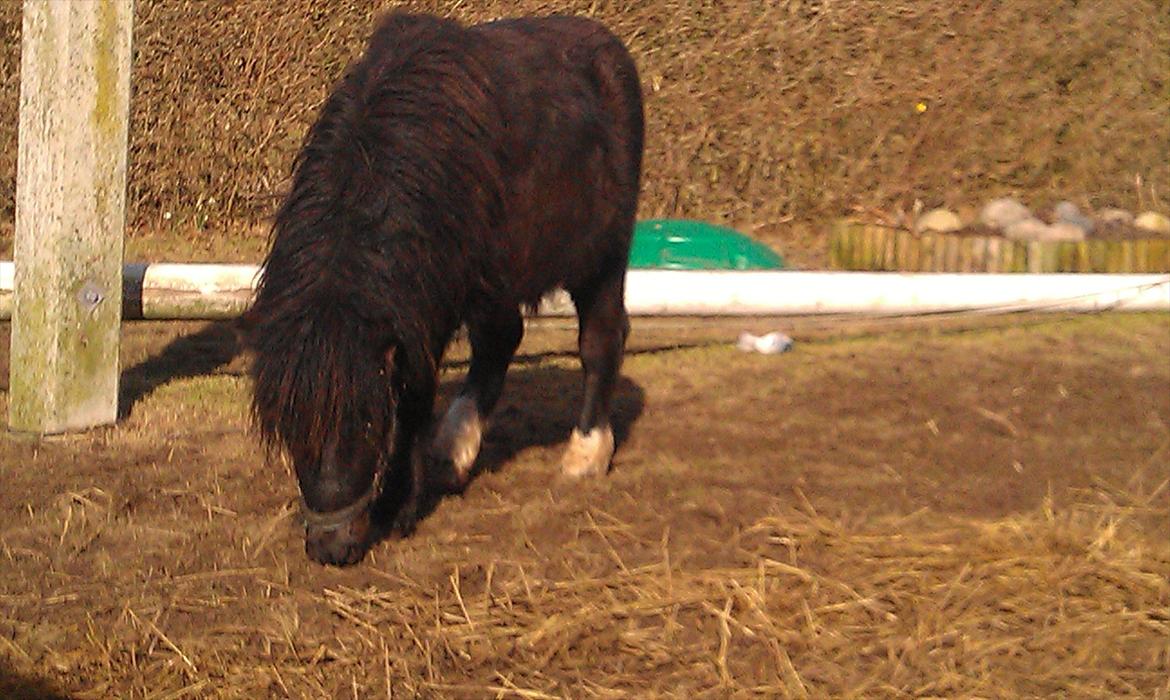 Shetlænder Elvis billede 3