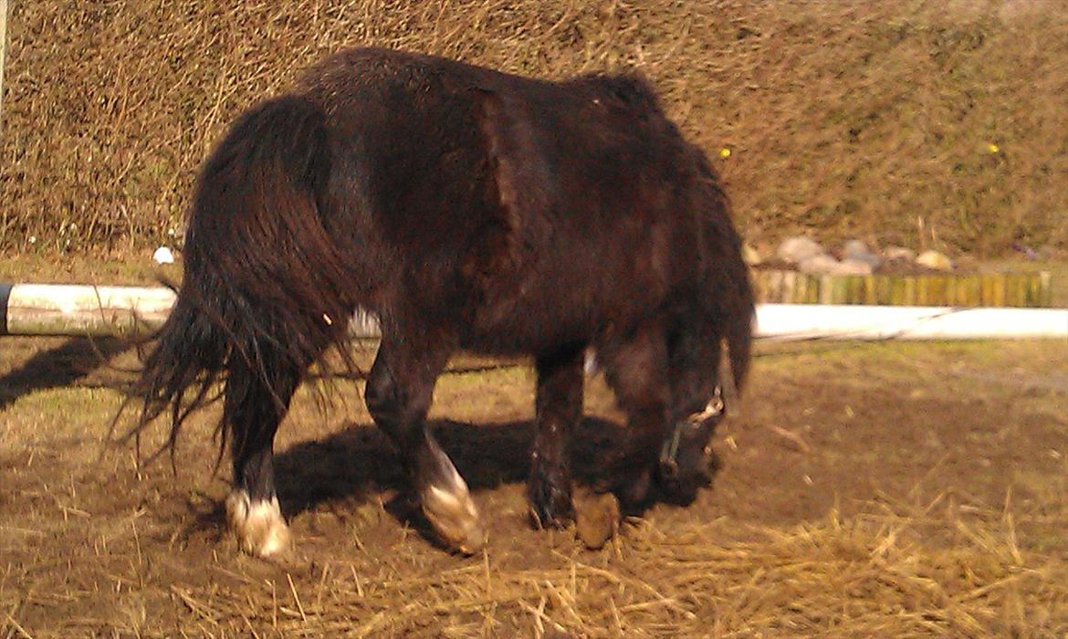 Shetlænder Elvis billede 4