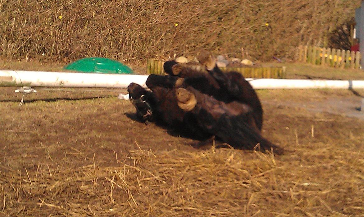 Shetlænder Elvis billede 5