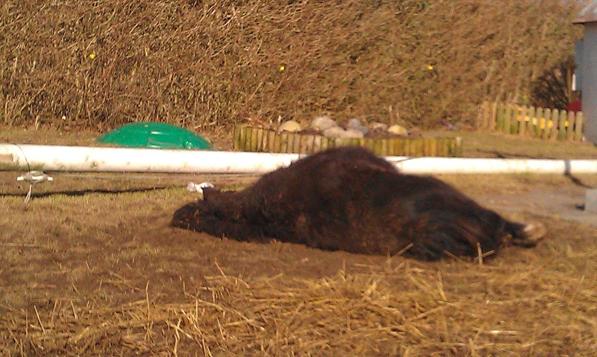 Shetlænder Elvis billede 6